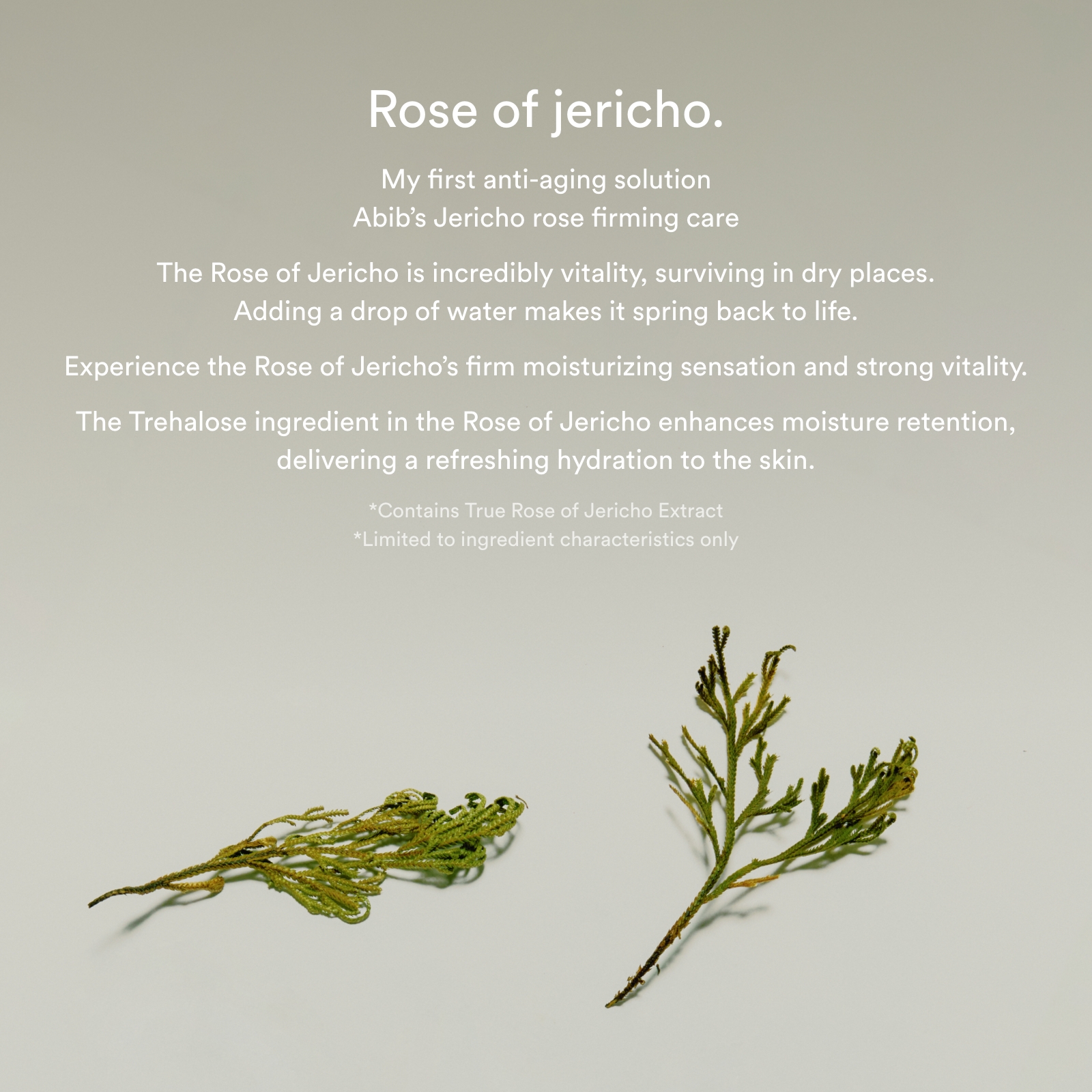 Abib - Jericho Rose Collagen Pad Firming Touch - 250ml/60pads