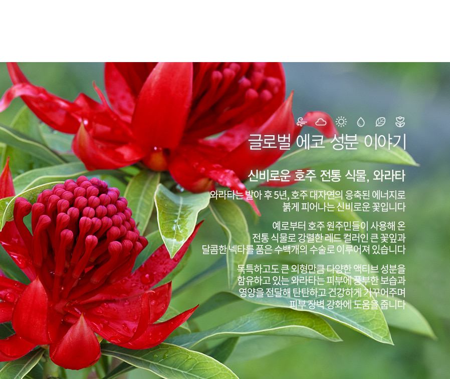 The Saem - Urban Eco Waratah Toner - 150ml